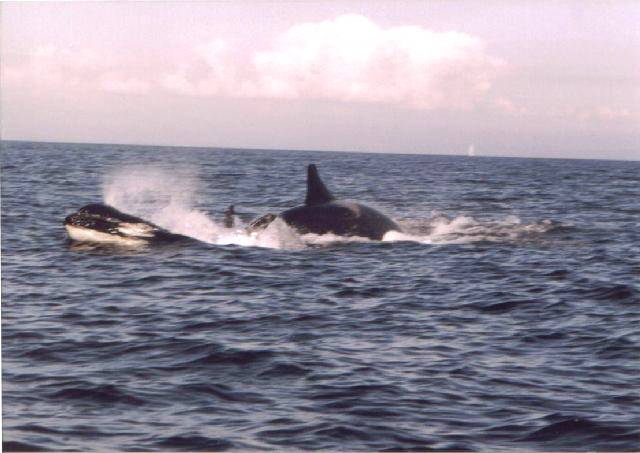 Killer whales in Juan Fuca Strait