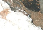 vyl2a04.jpg
67,09 KB 
746 x 514 
24.6.2003
