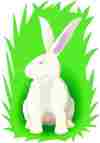 Rabbit.jpg (1841 bytes)