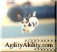 Agility-�ivavy 