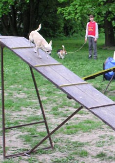 �ivava na agility