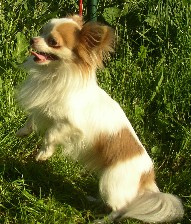 Alf��ek tancuje
