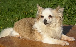CZOKI