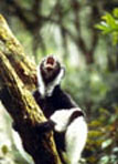 lemur indri