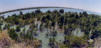 porost mangrove
