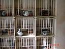 Chovn� odd.Borgman