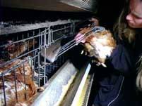 Osvobozov�n� dr�be�e /7,2kB/17kB/