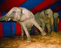 Sloni v �et�zech /6,6kB/16kB