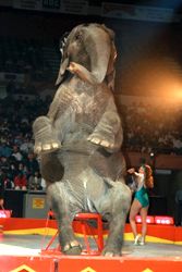 sed�c� slon /10,2kb / 16kB