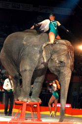 slon na stoli�ce /10,4kb / 21kB