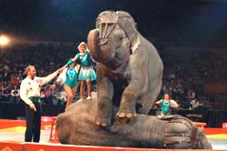 dva sloni p�i p�edstaven� /9,4kb / 20kB