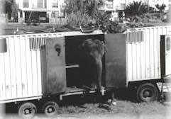 P�eprava slona kamionem /8,3kB