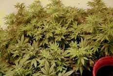 P�stov�n� marihuany /8,4kB