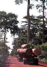 Odv�en� strom� z pralesa /8,4kB/23kB