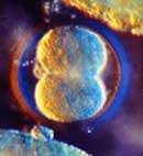 Prvn� d�len� vaj��ka /3,8kB