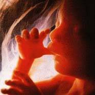 Plod 4,5 m�s�ce/5,8kB