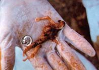 8. t�denn� plod /7,3kB/15,8kB (400x282)