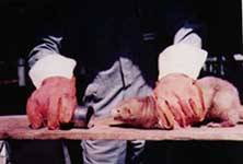 Ko�e�inov� �n� - usmrcen� zv��ete/5,8kB /9,6kB