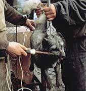 Zabit� el. proudem /7,3kB/ 12,5kB