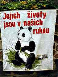 Transparent s Pandou /9,7kB