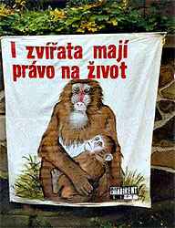 Transparent s opicema /10,2kB