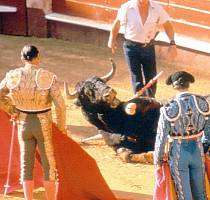 Dosti zdecimovan� b�k/9,9kB