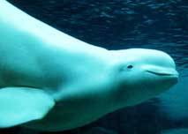 B�luha mo�sk� /4,4kB/7,2kB