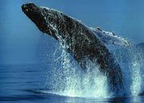 Velryba ve v�skoku /5,9kB/12kB