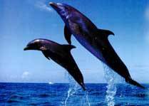 Delf�ni ve v�skoku /5,7kB/11kB