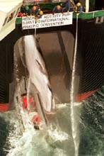 Vytahov�n� velryby na lo� /7,2kB/ 24kB(340x500)