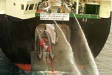 Vytahov�n� velryby na lo� a boj s Greenpeace /6,8kB/ 20kB(500x337)