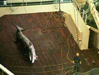 Velryba na lo�i /6,4kB/ 19kB(500x325)