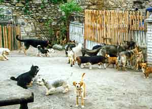 Ps� sme�ka /10kB