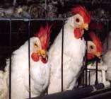 Bateriov� chov slepic /4,8kB /11kB