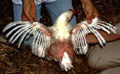 D�sledky velkochovu slepic /8,2kB /17kB