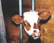 Tel�tko /5,3kB /14kB