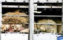 Transport /6,7kB /13,5kB