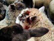 Poran�n� p�i transportu /4,9kB /8,3kB