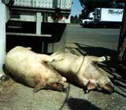 Mrtv� prasata po transportu /6,5kB /13,2kB