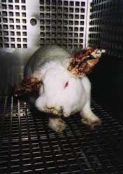 Testovan� kr�l�k /7,7kB /12,8kB