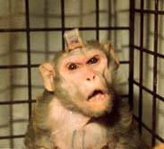 opice /6,1kB /11,5kB