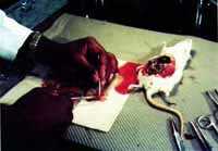 Pitva /4,7kB /10,7kB