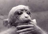 Opice se za�it�ma o�ima 4kB/ 8,9kB