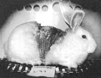 Testovan� kr�l�k /4,8kB /9,8kB