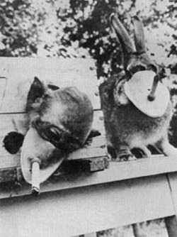 Pokusy kou�en� na opici, kr�l�kovi /11kB