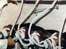 Pokusy kou�en� na psech /8kB /13,4kB