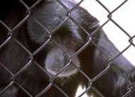 Opice siamang /4,8kB/