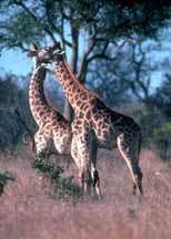 �irafy /6,8kB/15,7kB