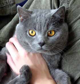 Noe chovan� (11 kB)