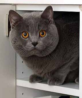 Noe ve sk���ce (10 kB)